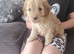 Cavapoo puppies