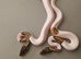 Piebald and albino ball pythons
