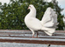 PURE WHITE GARDEN FANTAILS PIGEONS DOVES