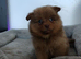 Pomeranians