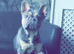 French bulldog for rehome