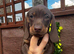 For sale chocolate 8weeks old boy