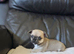2 baby chiuauas ( boy )