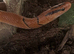 Bamboo rat snake and enclosure