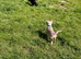 15 week old Merle Jack Russell Puppy