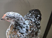 Pair of millefleur pekin bantams