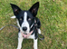 5 month old Collie pup