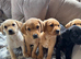 Stunning kc registered Labrador puppies