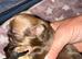 Lovely cheeky Shih Tzu pups