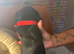 Daxipoo puppies