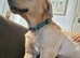 Labrador 1+years