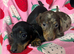 Mini dachshund puppies