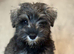 Miniature schnauzer