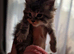5 stunning mainecoon kittens available for reserve