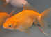 Fancy goldfish
