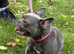 2 year old French bulldog