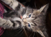 playful boy ready to new home
