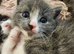Russian blue mix