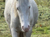 Beautiful cob x trotter