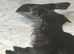 Patterdale terrier cross