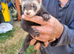 Polecats for sale