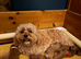 Beautiful F1b Cavapoo Puppies – 360 Health Tested Parents