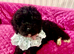 F1 cavapoo babies