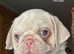 KC reg Pink Pug Puppies ready to leave