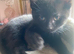 2 months plus kittens for sale