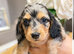 Stunning Silver Dapple Dachshund Girls