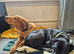 3yo Female Lab x Staff