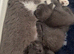3 beautiful BSH kittens