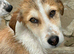 Jack & Jill what a stunning looking pups , quiet and loving just waiting for their family