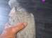 African gray