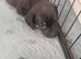 6 puppies for sale