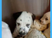 Pedigree Dalmatian puppies
