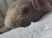 Male skinny pig