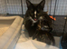 3 kittens to loving family