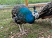 Black shoulder peacocks for sale