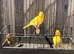 Canary nice colour s