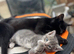 Kittens for sale