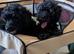 Black Toy poodles KC reg Fully Vaccinated 13 weeks old