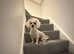 Female Maltese