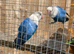 Love birds available ino mutations, split blues and many more