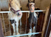 Cob filly