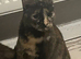 Cat to rehome
