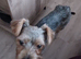 Beautiful male Yorkshire terrior