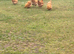 Pure buff Orpington’s