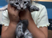 6 beautiful kittens for sale
