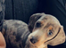 Dapple Daschund